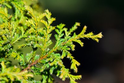 Chamaecyparis pisifera 'Squarrosa Dumosa' - cypřišek hrachonosný - jehlice